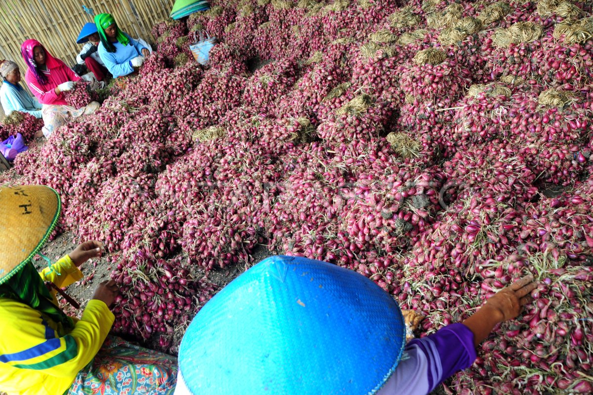 BURUH BAWANG MERAH ANTARA Foto