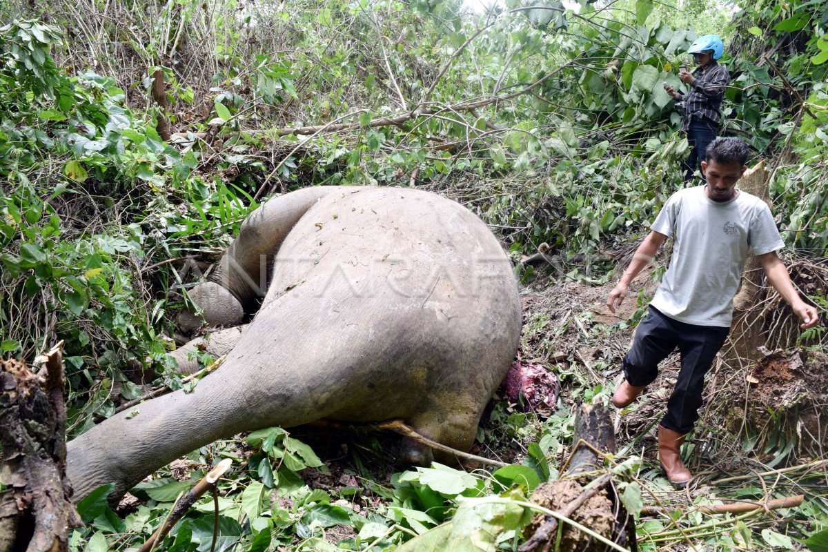 Gajah Sumatera Mati Dibunuh Antara Foto