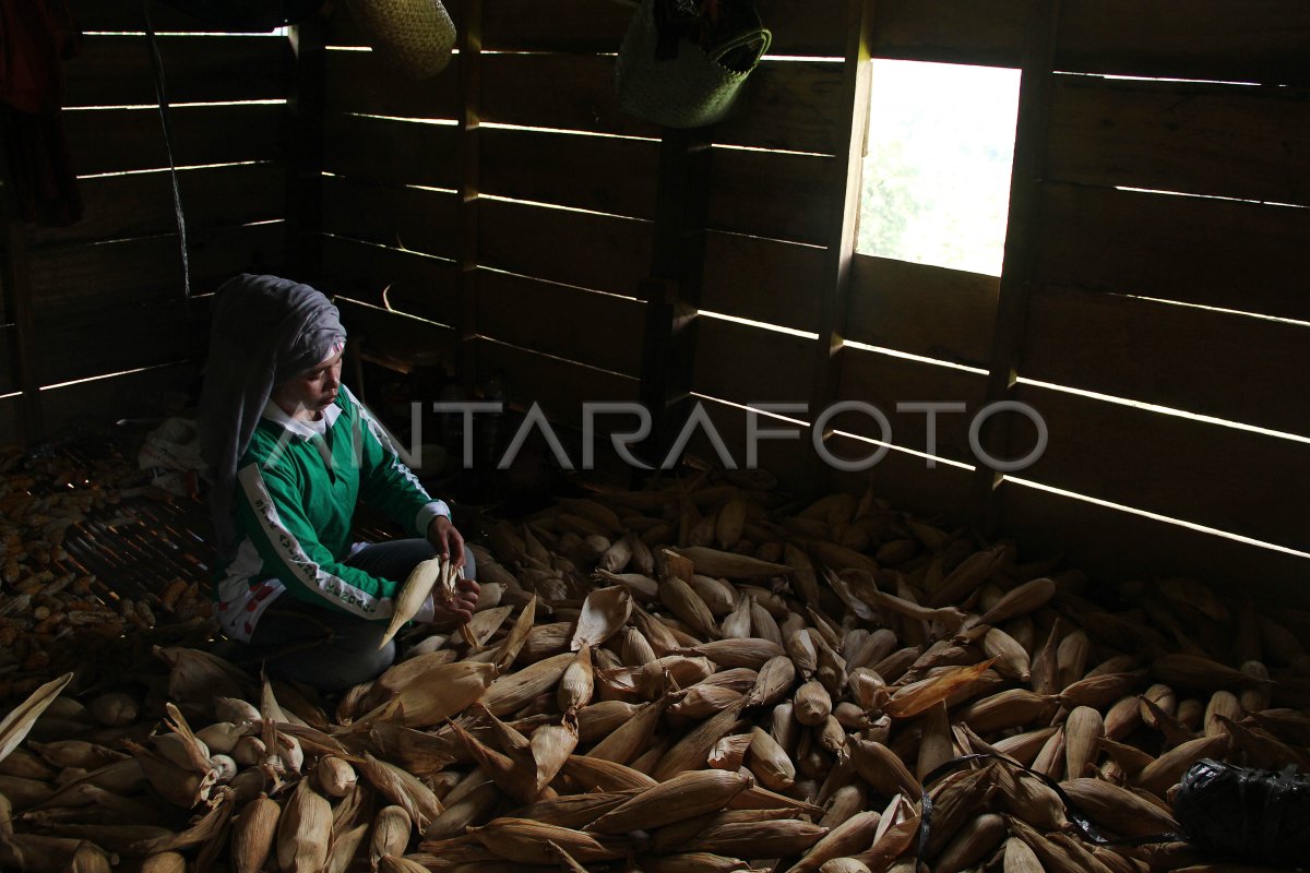 Diversifikasi Pangan Antara Foto