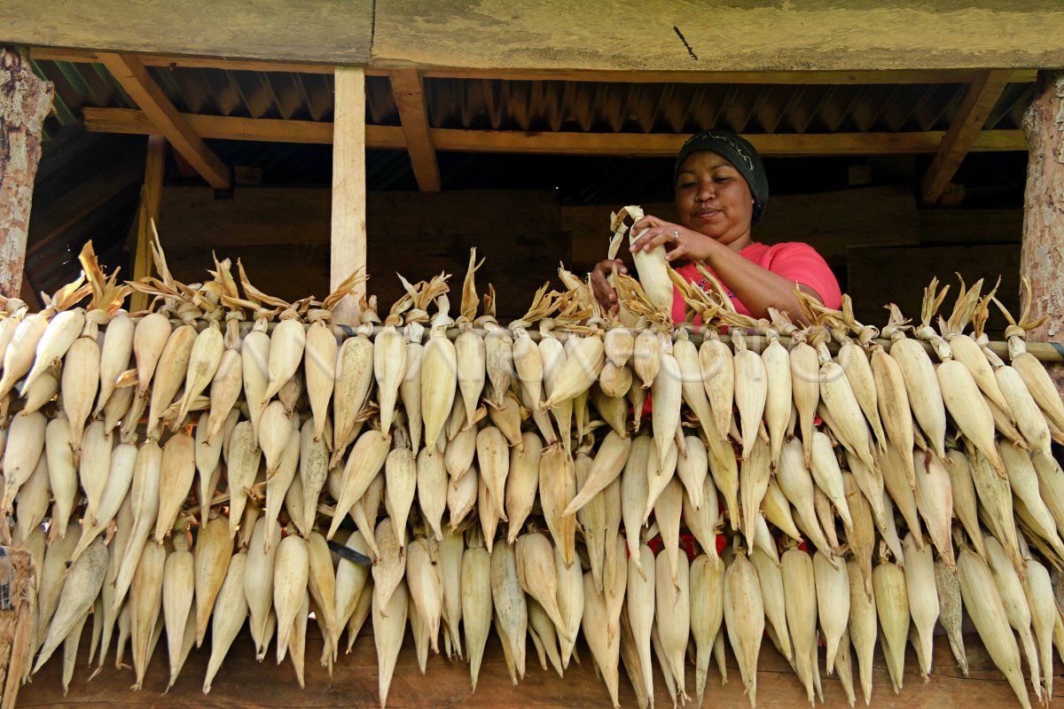 DIVERSIFIKASI PANGAN ANTARA Foto