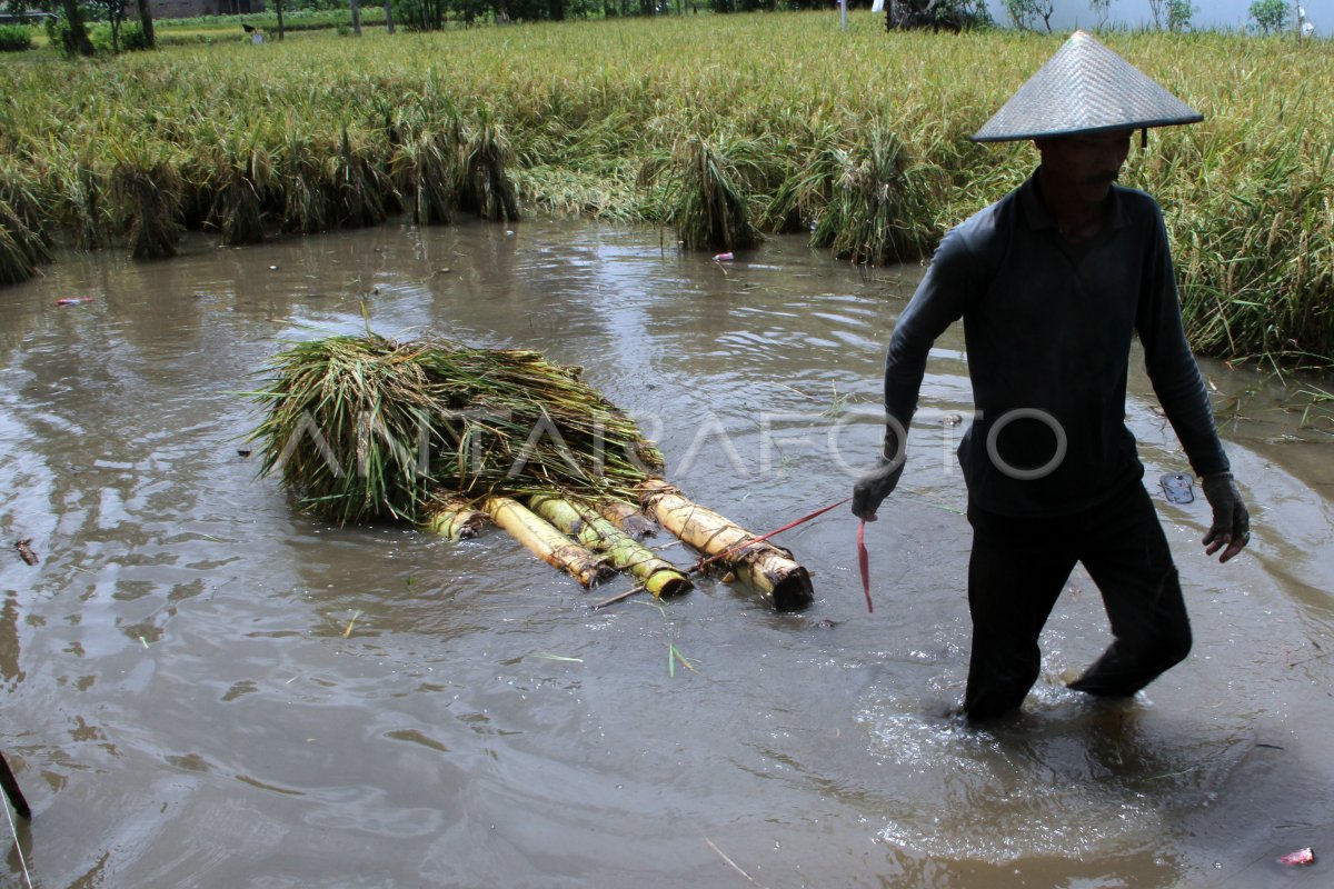 Sawah Terendam Banjir Antara Foto