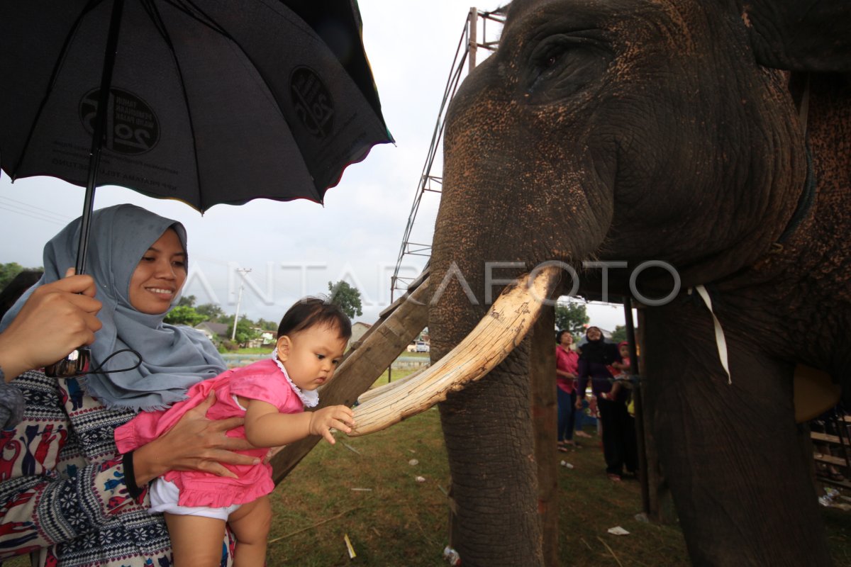 Gajah Way Kambas Hibur Warga Antara Foto