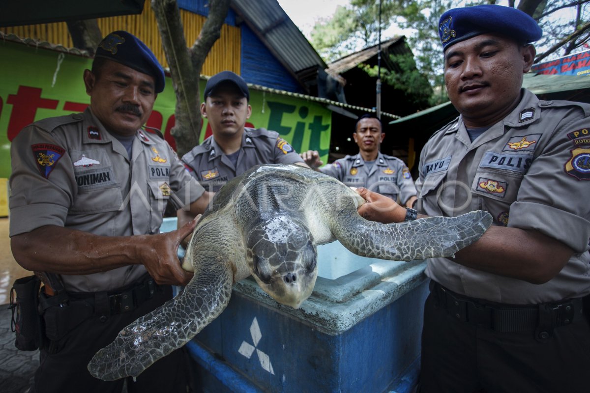 Penyu Hijau Antara Foto