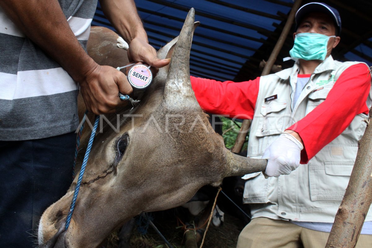 Pemeriksaan Kelayakan Hewan Kurban Antara Foto