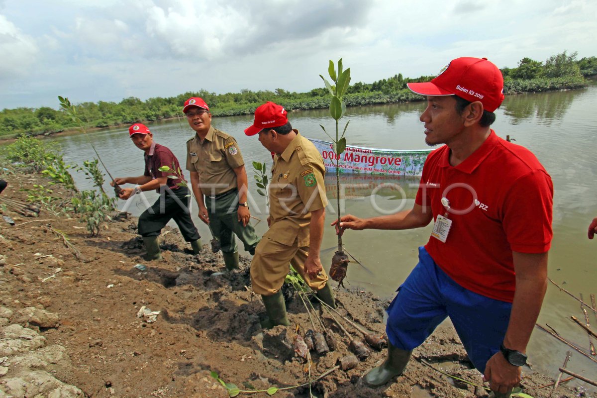 Penanaman Mangrove Pertamina Antara Foto