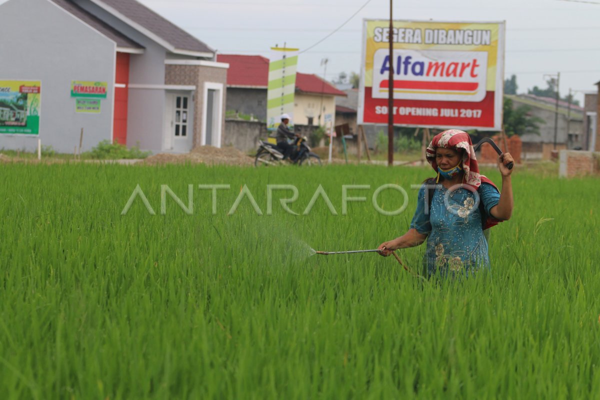 ALIH FUNGSI LAHAN PERTANIAN ANTARA Foto