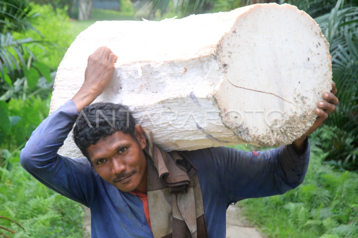 BAHAN BAKU PEMBUATAN SAGU BERKURANG ANTARA Foto