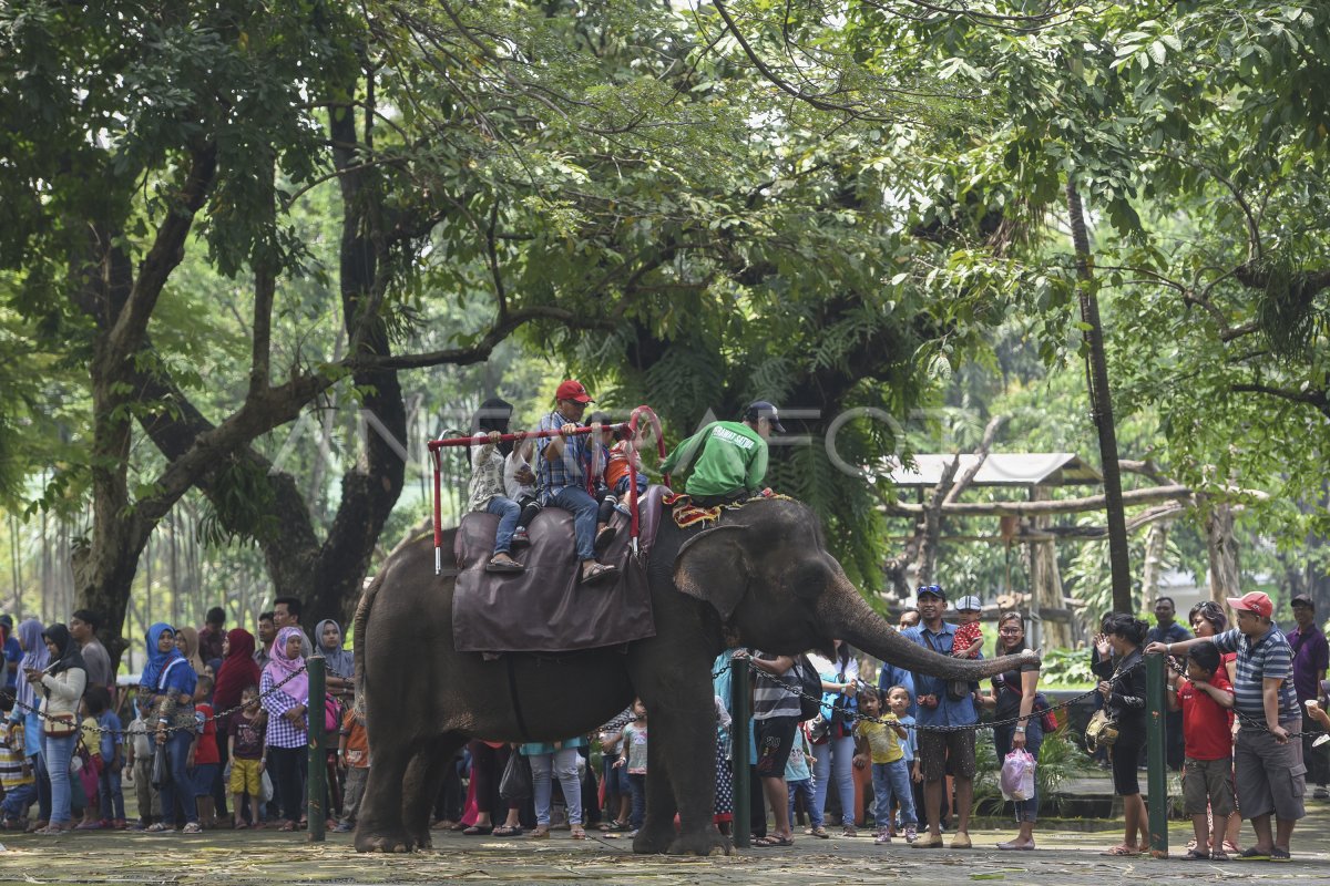 WISATA KEBUN BINATANG SURABAYA ANTARA Foto