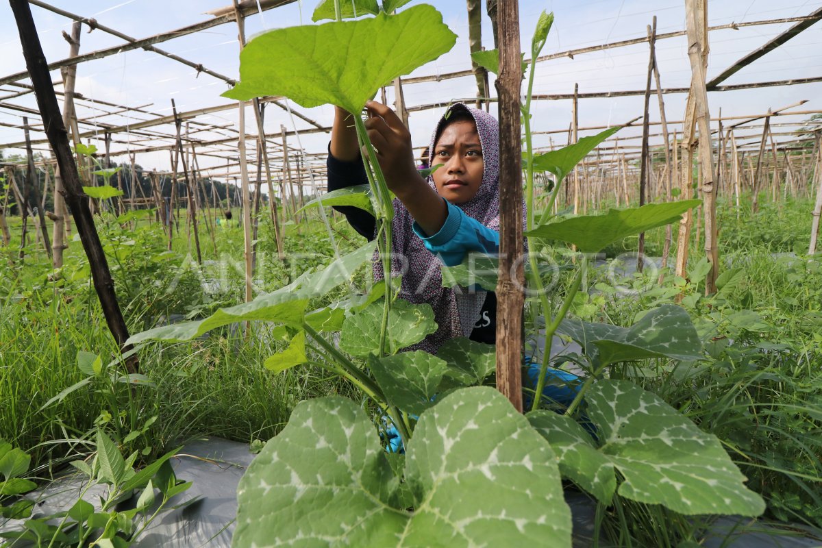 PRAKTEK KERJA INDUSTRI PERTANIAN ANTARA Foto