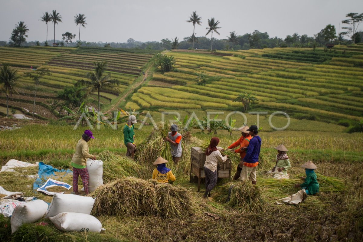 Target Serapan Gabah Beras Antara Foto