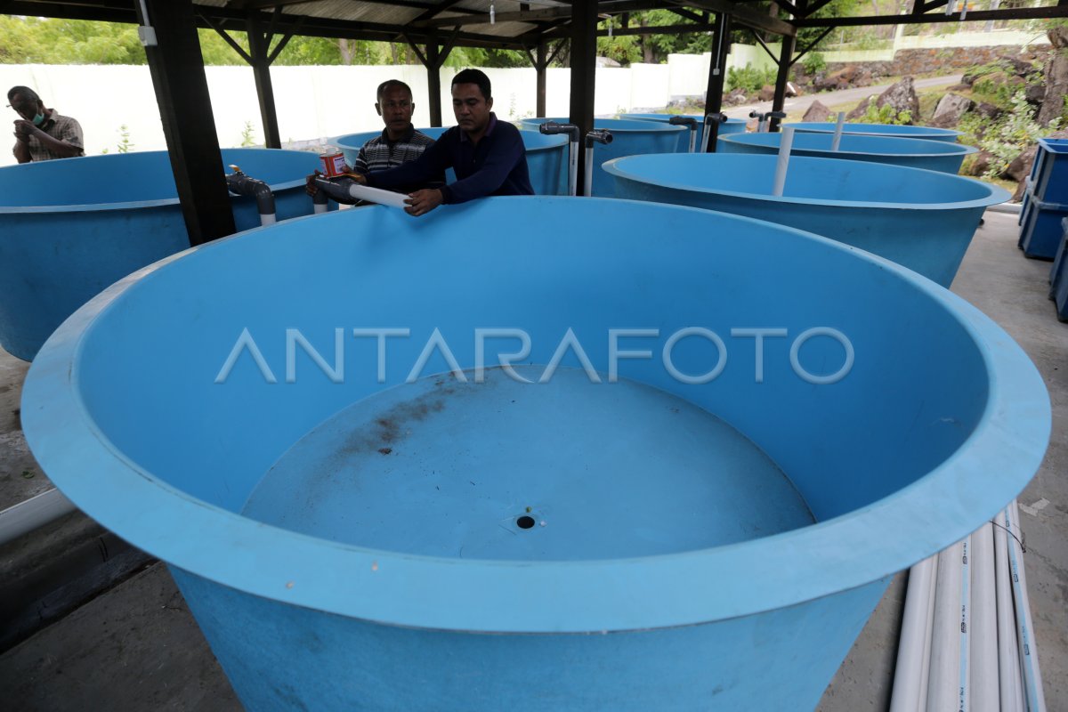 INSTALASI PENDEDERAN BENIH IKAN ANTARA Foto