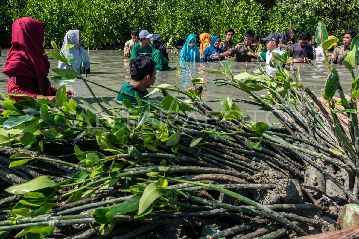 PENANAMAN POHON BAKAU LINDUNGI HUTAN ANTARA Foto