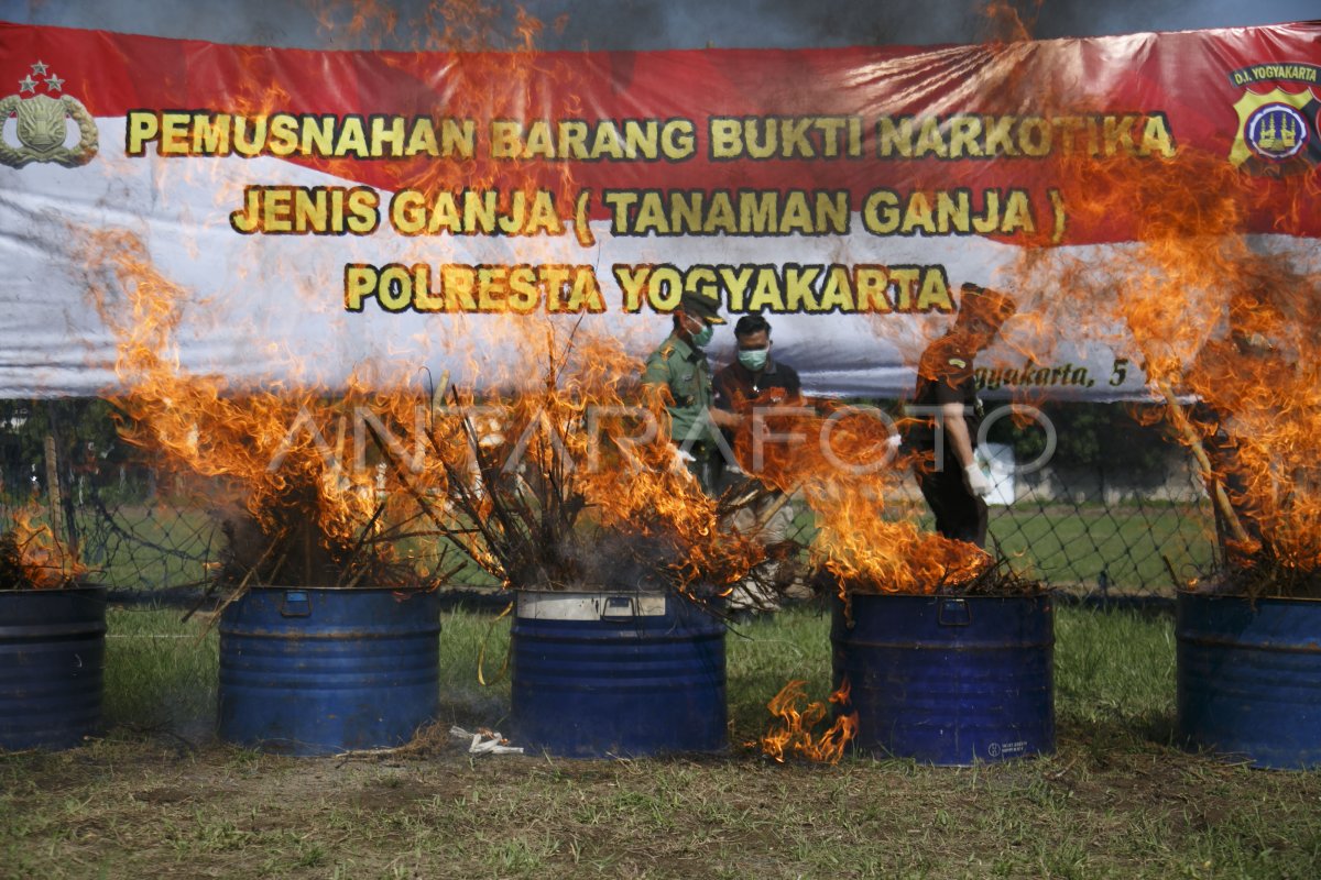 PEMUSNAHAN BARANG BUKTI NARKOTIKA ANTARA Foto