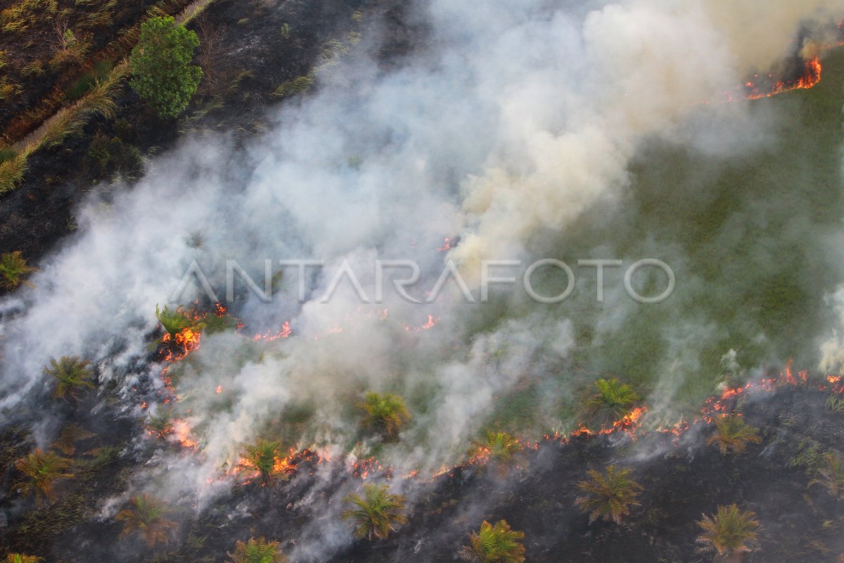 KEBAKARAN HUTAN DAN LAHAN DI KALSEL ANTARA Foto