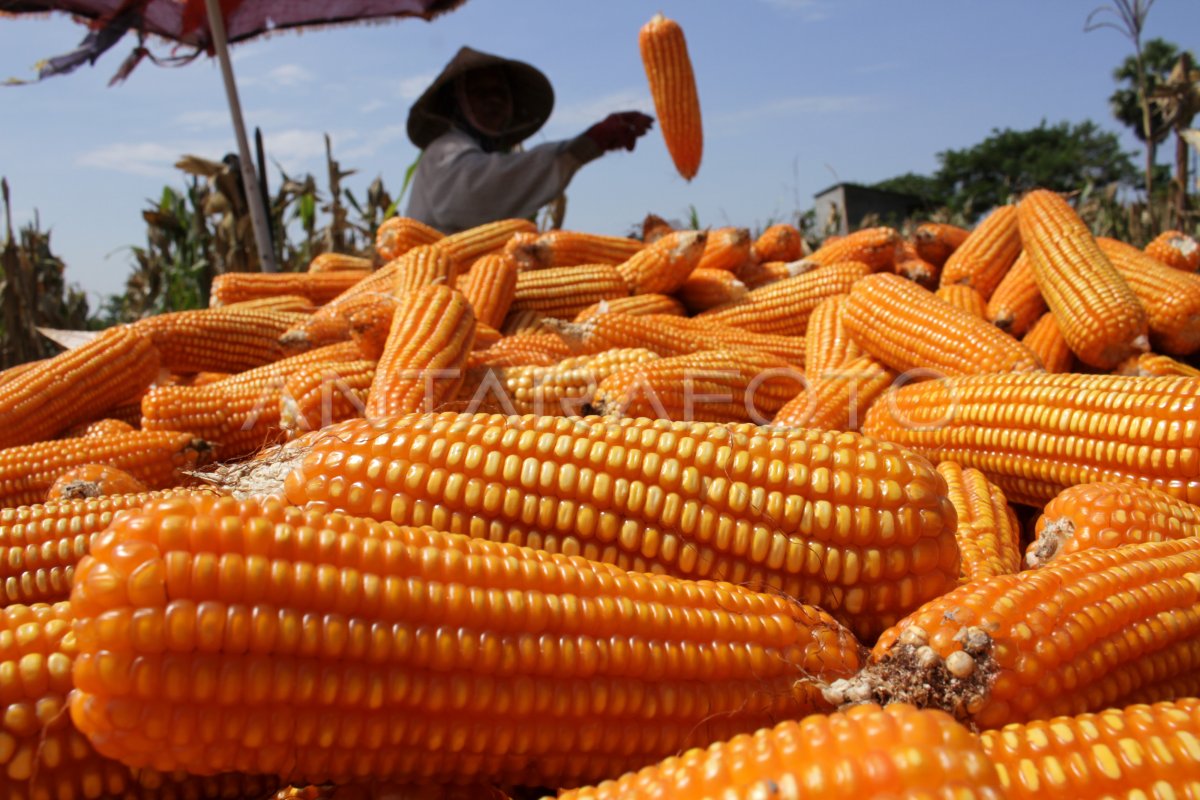 Surplus Produksi Jagung Antara Foto