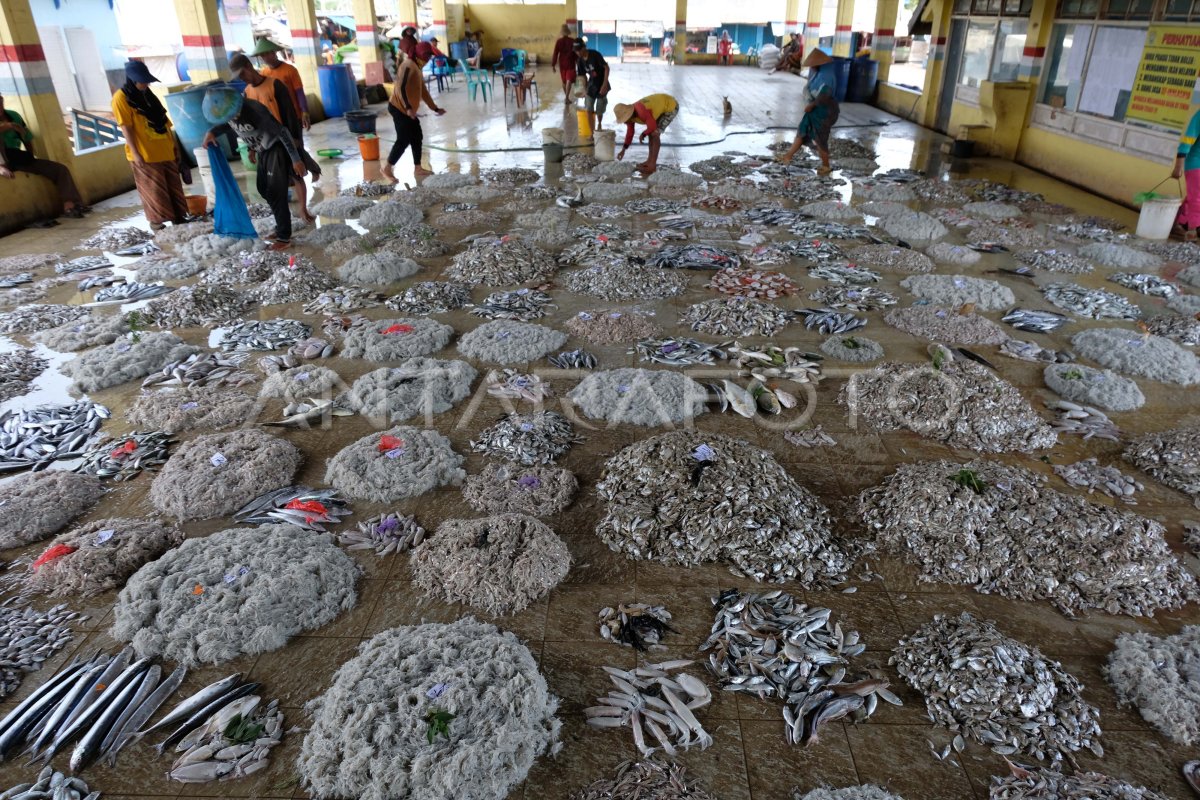 HASIL TANGKAPAN IKAN MENINGKAT ANTARA Foto