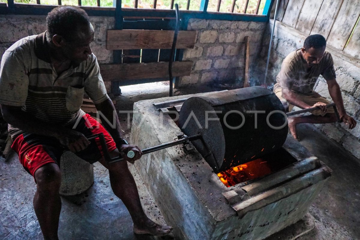 KOPI ROBUSTA ASAL AMBAIDIRU YAPEN ANTARA Foto