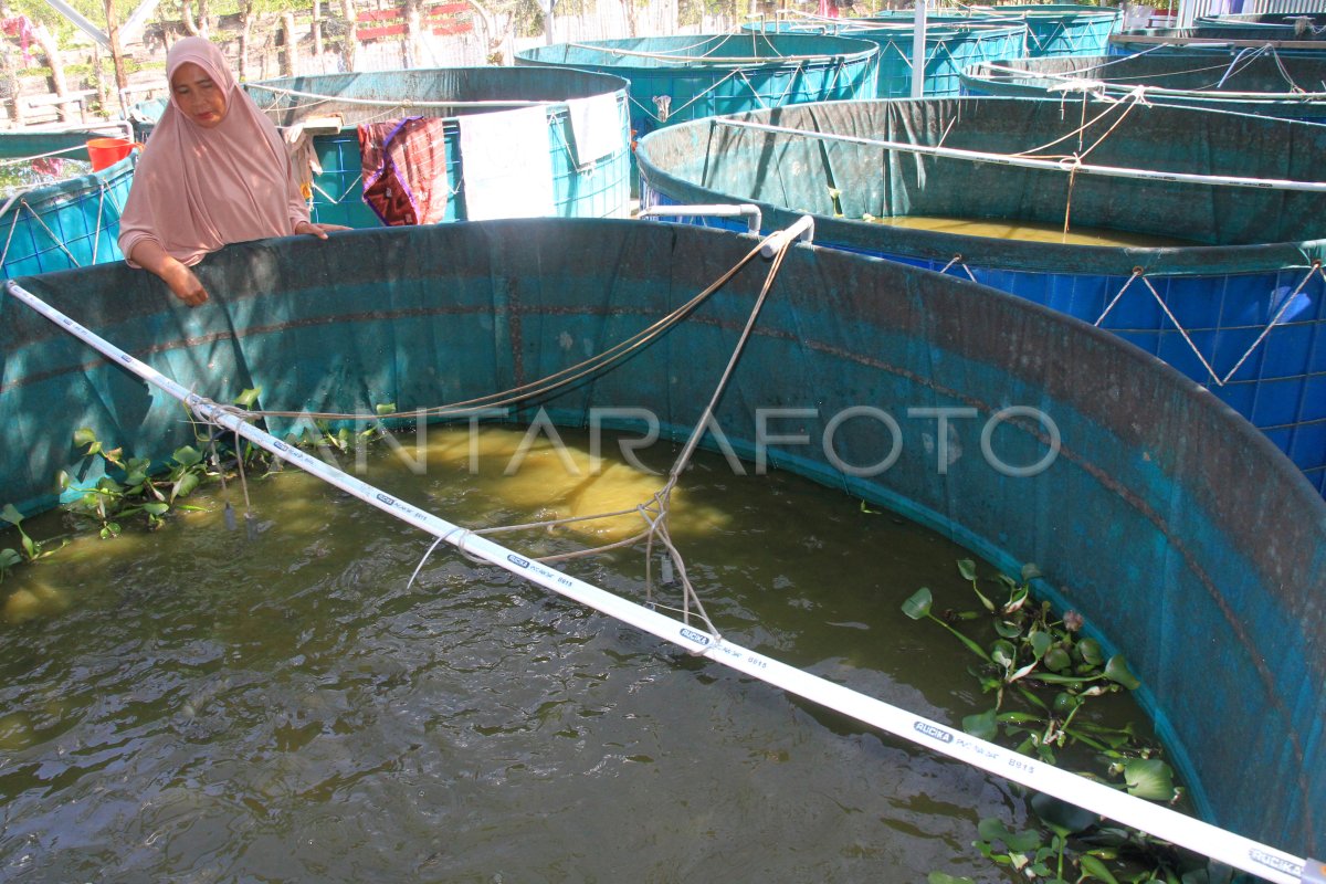 BUDIDAYA LELE SISTEM BIOFLOK ANTARA Foto