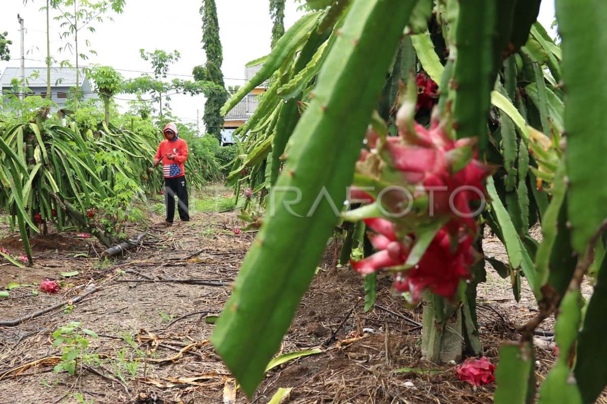 Merawat Tanaman Buah Naga Antara Foto