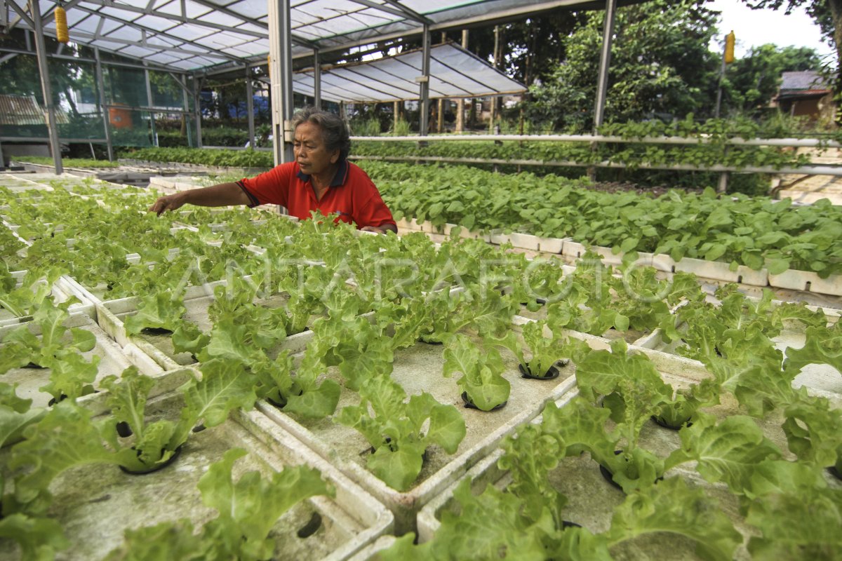 BUDIDAYA TANAMAN HIDROPONIK ANTARA Foto