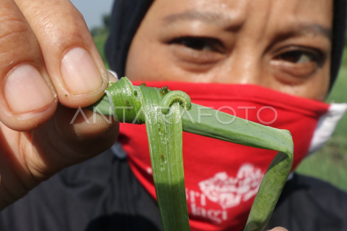 PANEN DINI BAWANG MERAH ANTARA Foto