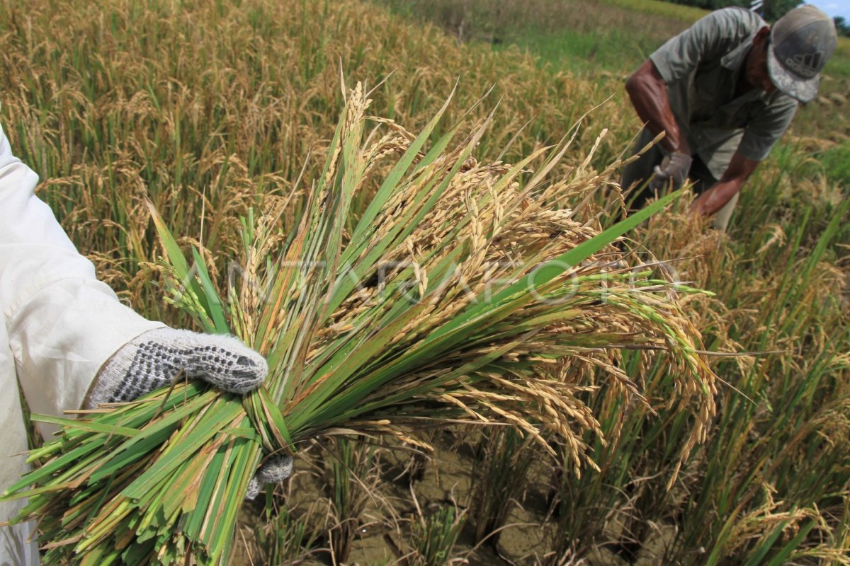 REALISASI SERAPAN GABAH PETANI MELEBIHI TARGET ANTARA Foto