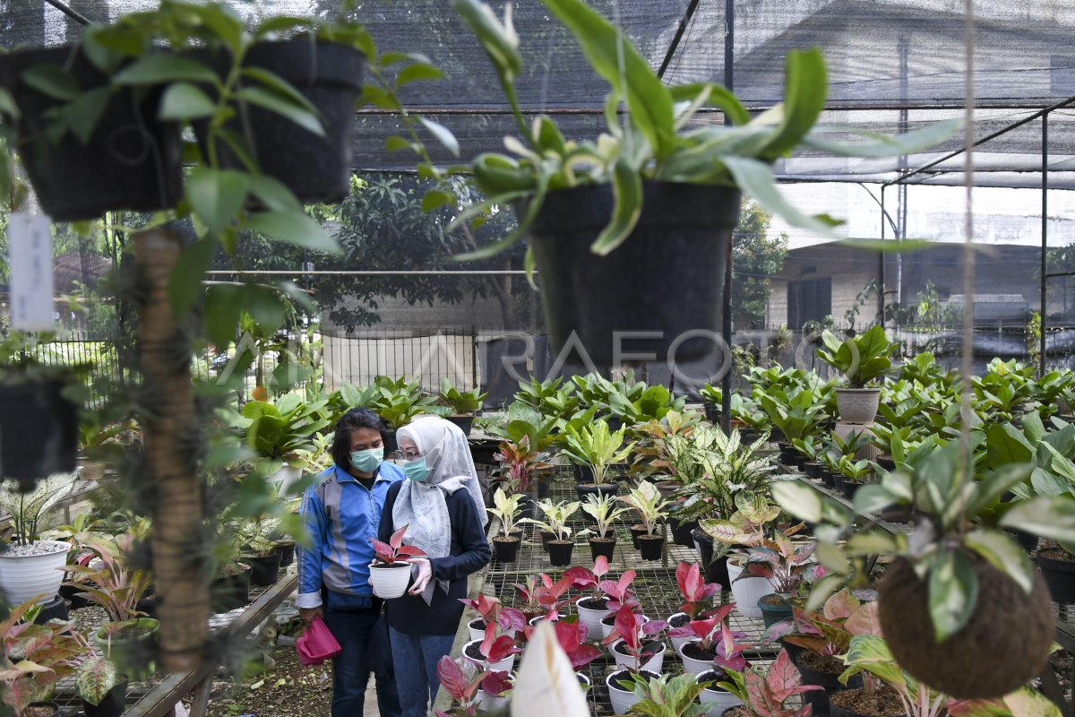 Penjualan Tanaman Hias Meningkat Selama Pandemi Antara Foto