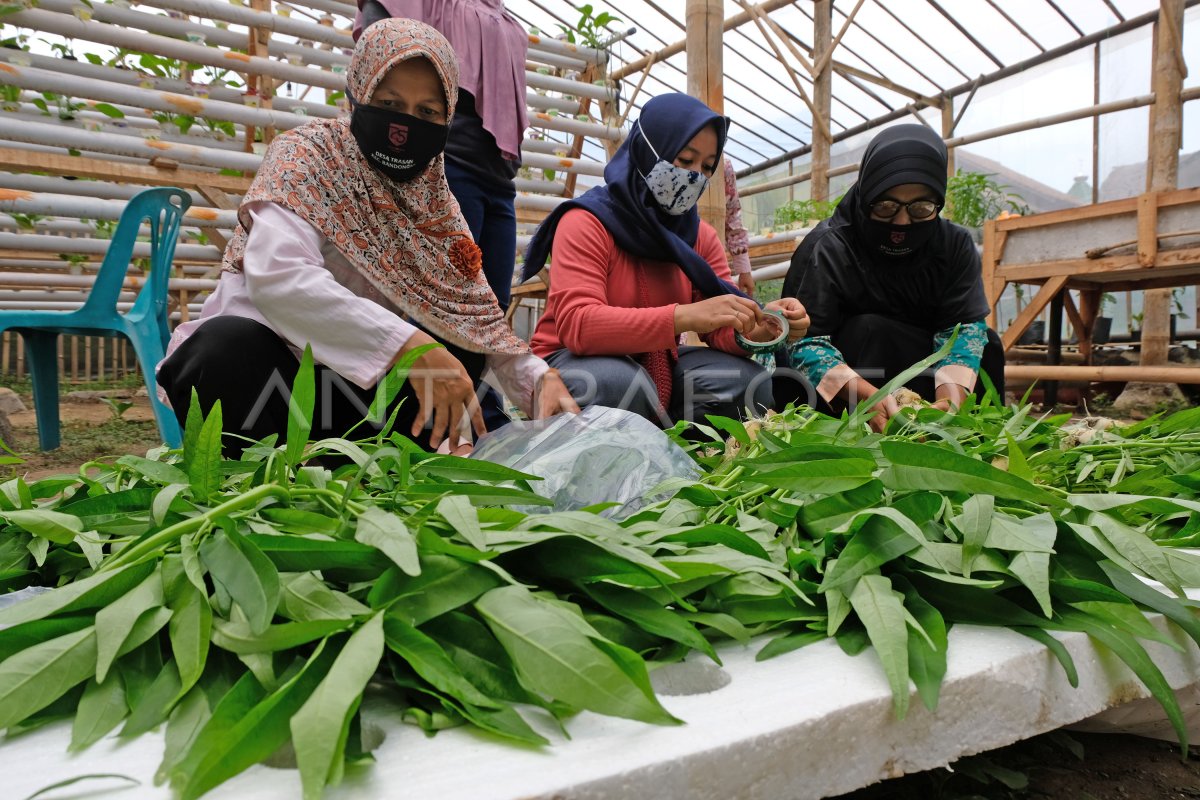 Bertani Sistem Hidroponik Di Pekarangan Rumah Antara Foto