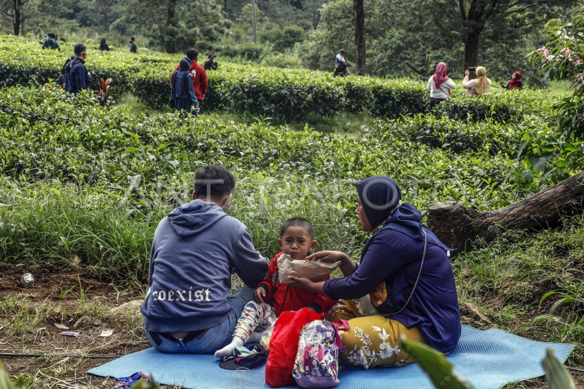 KEBUN TEH PUNCAK RAMAI DIKUNJUNGI WISATAWAN ANTARA Foto