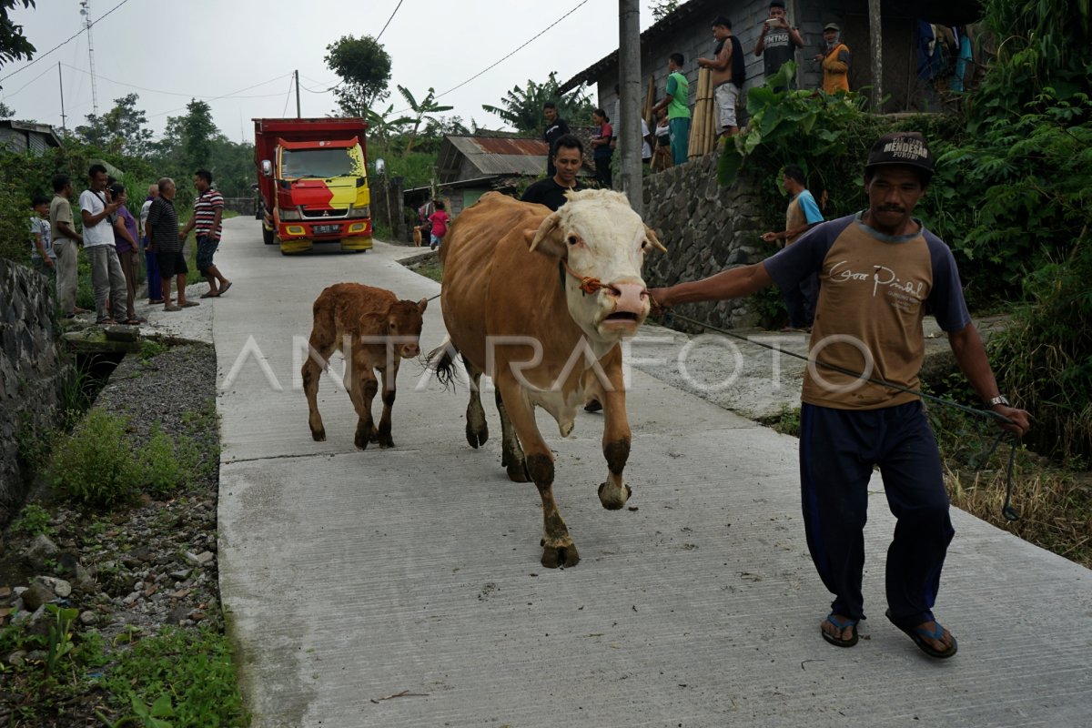 WARGA MERAPI EVAKUASI TERNAK ANTARA Foto