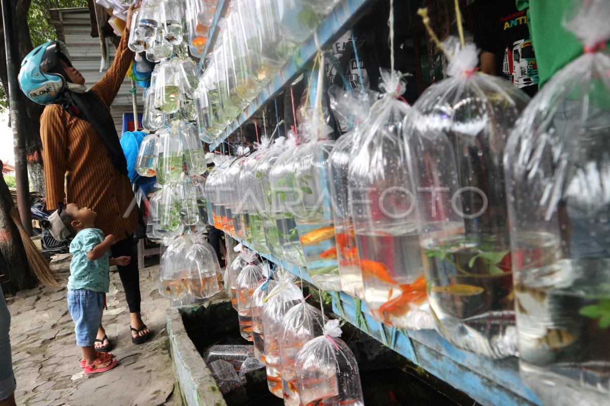 Penjualan Ikan Hias Antara Foto