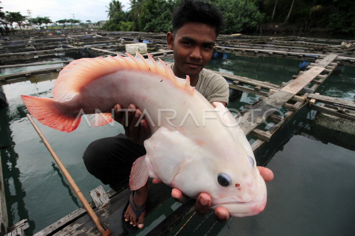 BUDIDAYA KERAPU METODE KERAMBA JARING APUNG ANTARA Foto