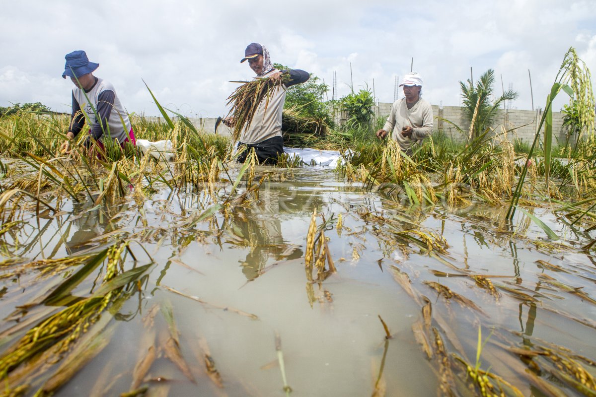 LAHAN PERSAWAHAN TERENDAM BANJIR DI KARAWANG ANTARA Foto