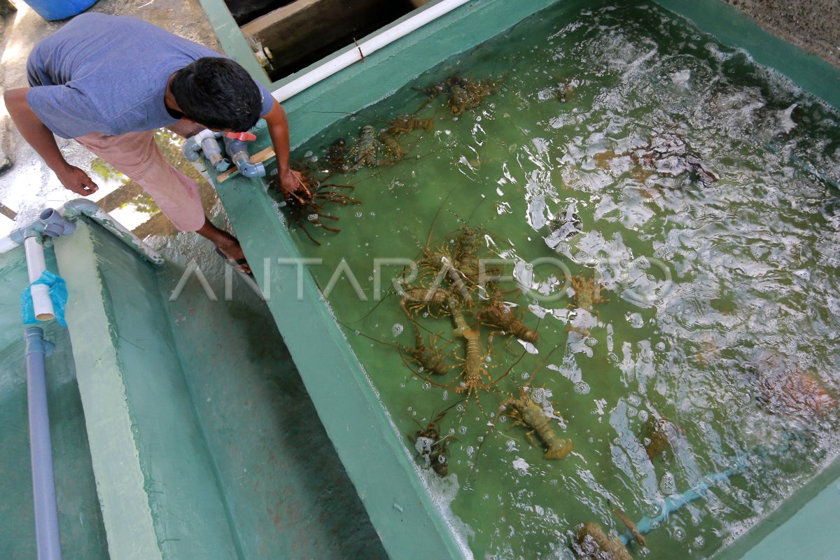 PERMINTAAN LOBSTER UNTUK KEBUTUHAN IMLEK MENINGKAT ANTARA Foto