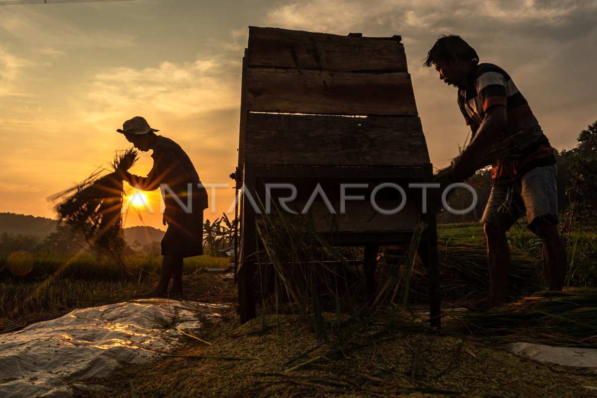 PROGRAM REGENERASI PETANI KEMENTERIAN PERTANIAN ANTARA Foto