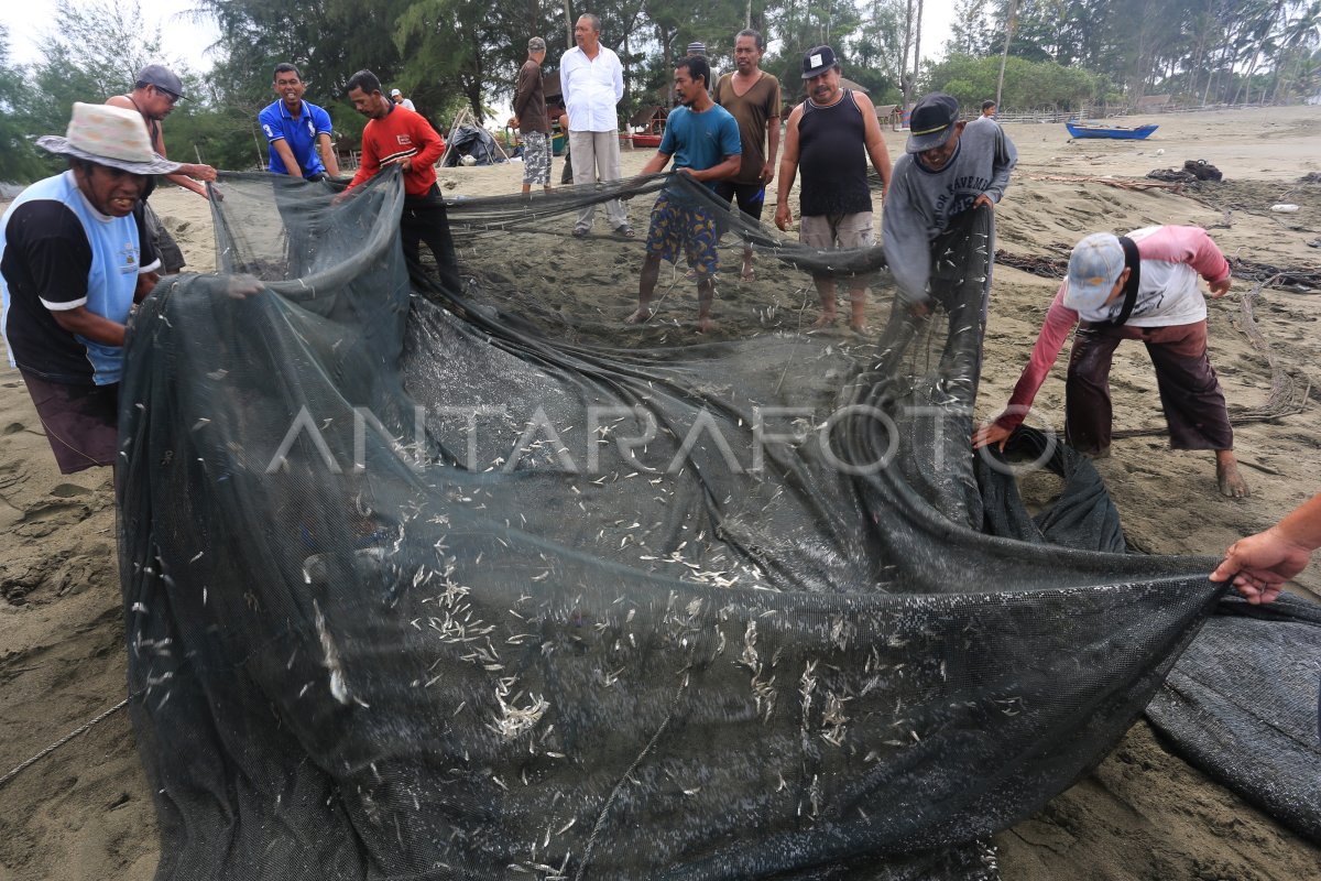 TANGKAPAN NELAYAN PUKAT DARAT TRADISIONAL MELIMPAH ANTARA Foto