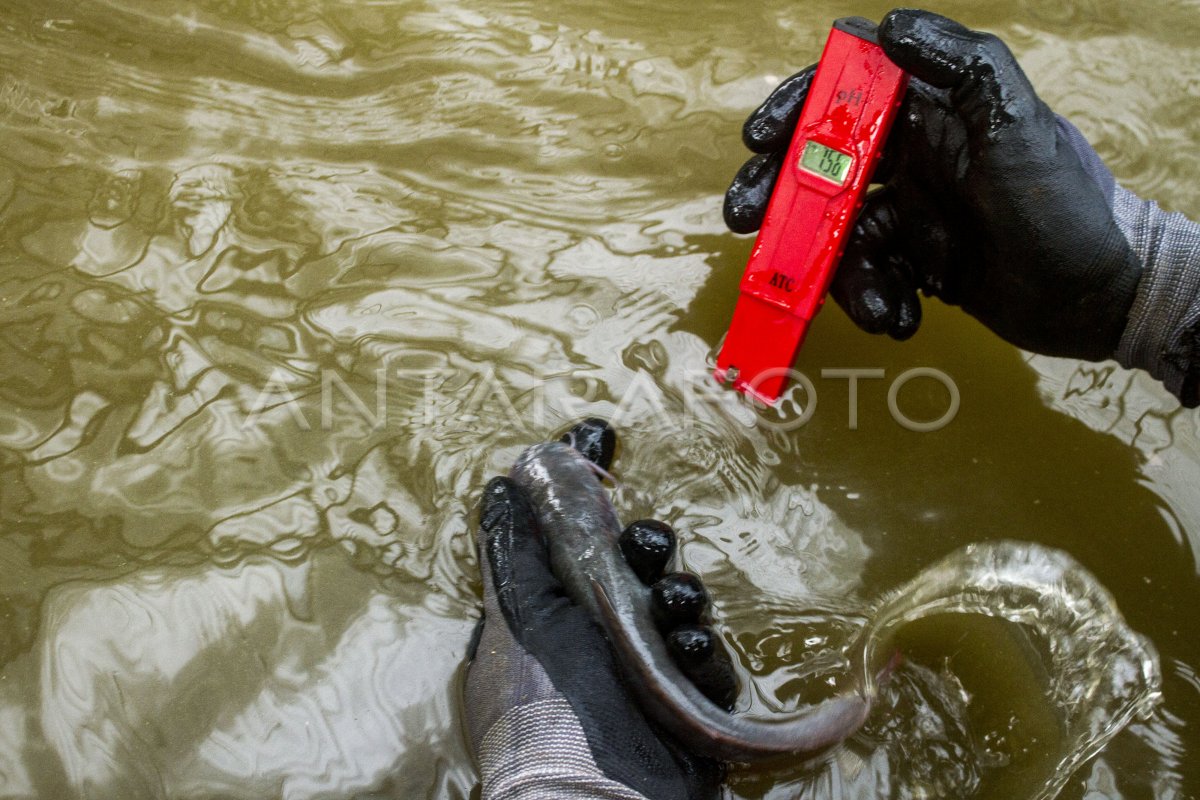 BUDI DAYA IKAN LELE SISTEM BIOFLOK ANTARA Foto