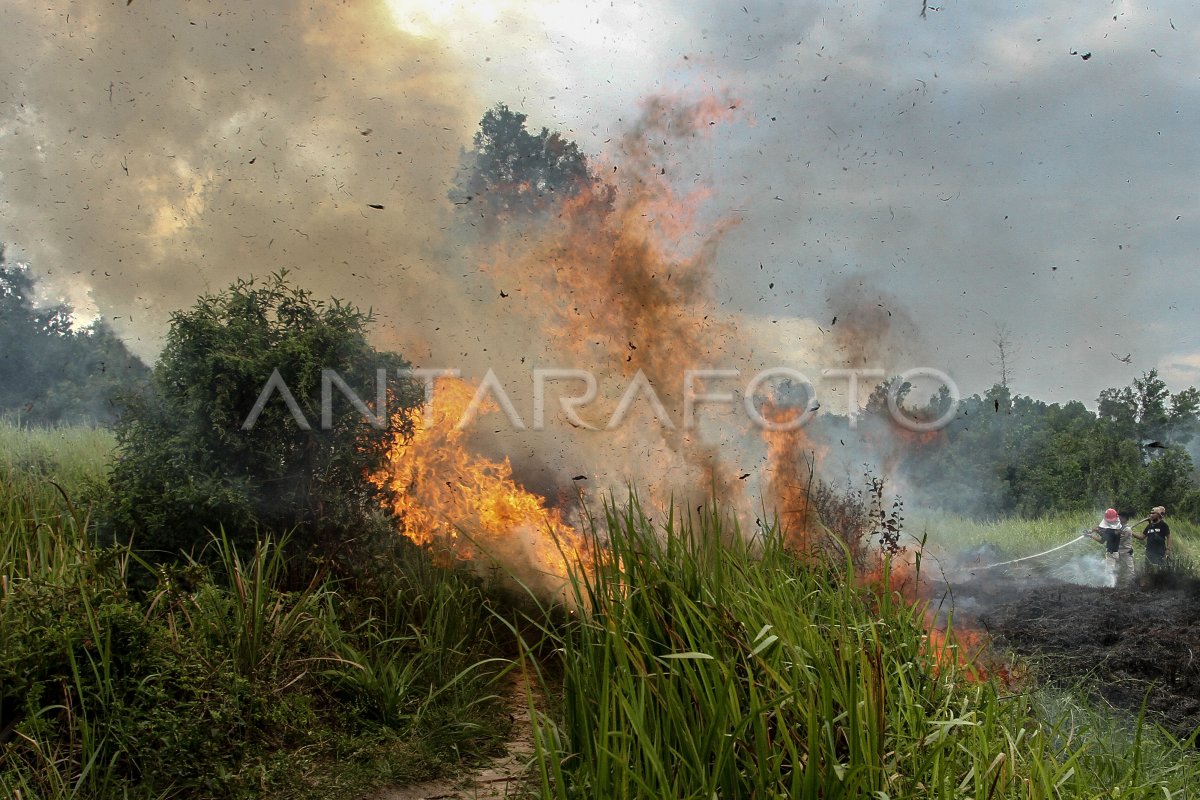 KEBAKARAN LAHAN DI PEKANBARU ANTARA Foto