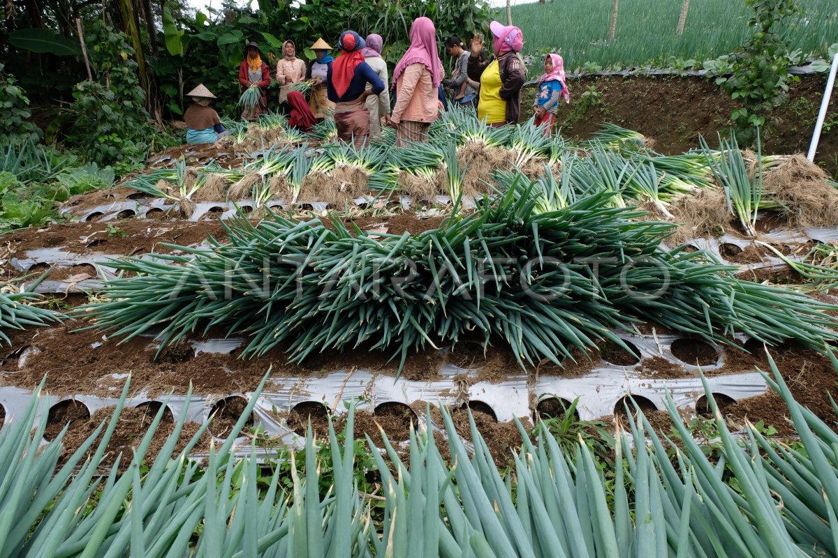 PETANI SAYURAN LERENG SUMBING ANTARA Foto