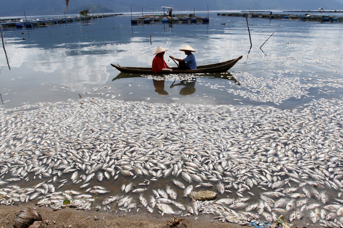 IKAN MATI DI DANAU MANINJAU ANTARA Foto