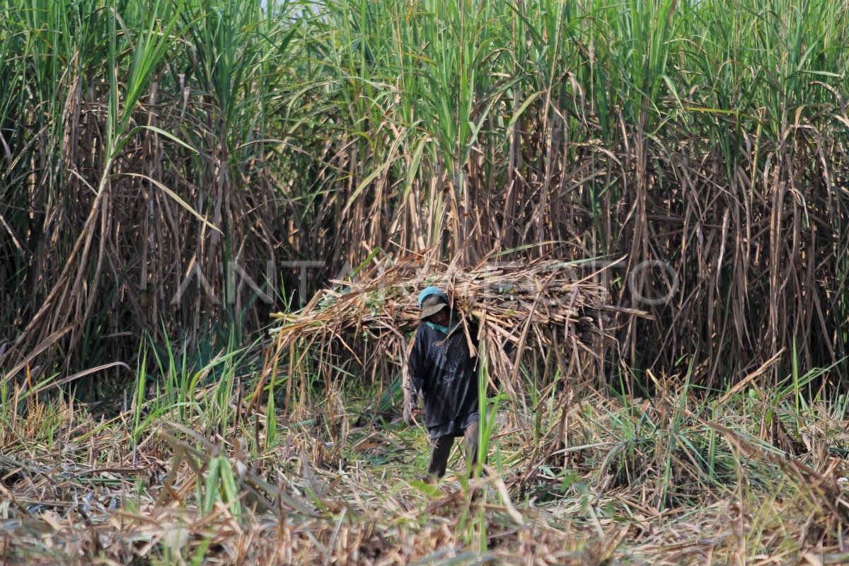 TARGET PRODUKSI GULA NASIONAL TAHUN 2021 ANTARA Foto