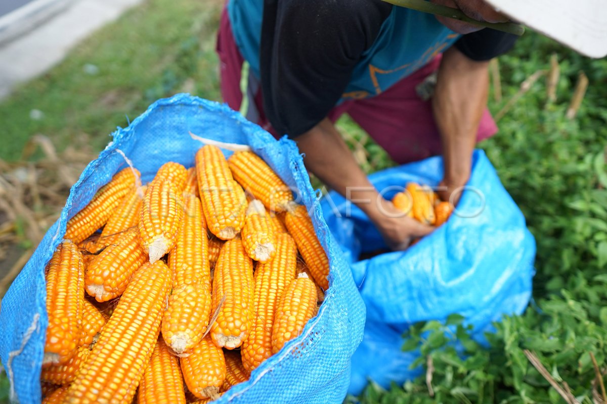 Harga Jagung Di Tingkat Petani Gorontalo Antara Foto