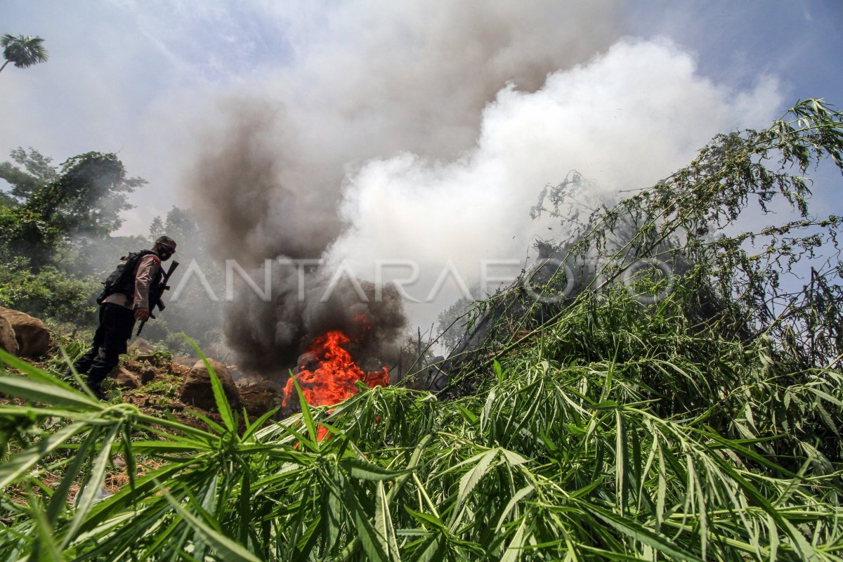 Operasi Pemusnahan Ladang Ganja Antara Foto