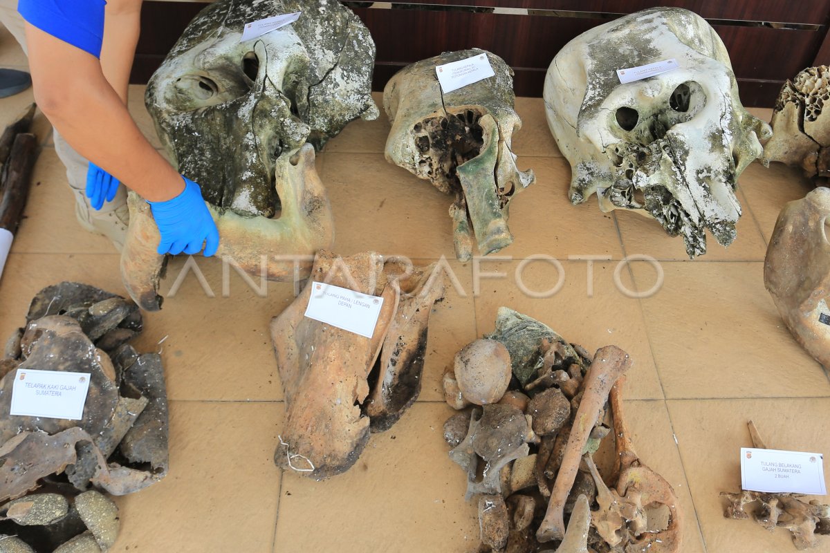 Polisi Rilis Kasus Pembunuhan Gajah Sumatera Antara Foto