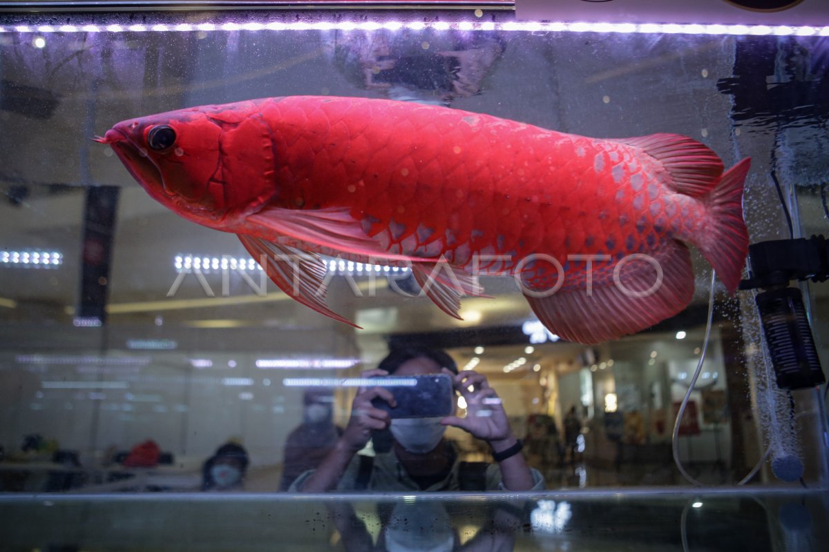 Kontes Ikan Arwana Antara Foto