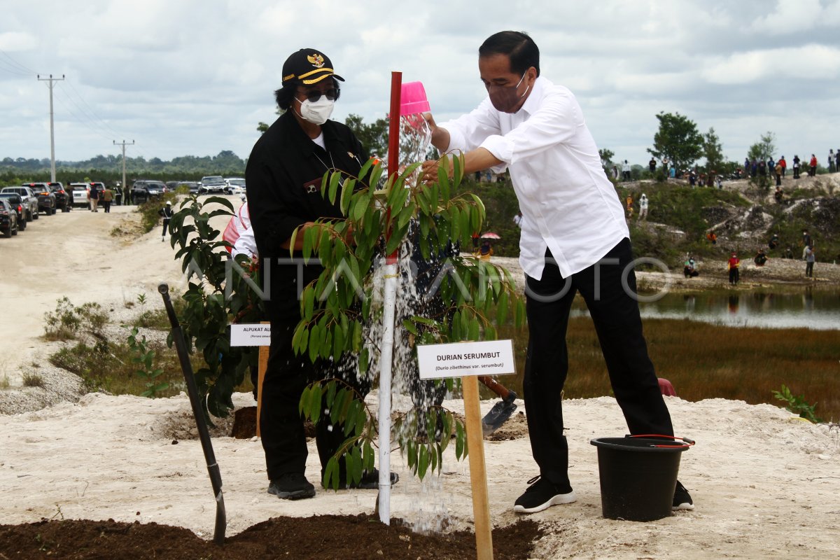 PRESIDEN MENANAM POHON DI SINTANG ANTARA Foto