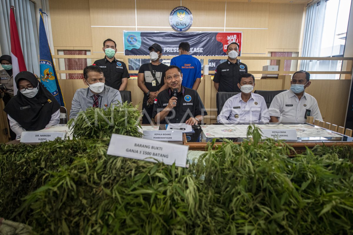 RILIS PENEMUAN LADANG GANJA DI SUMATERA SELATAN ANTARA Foto