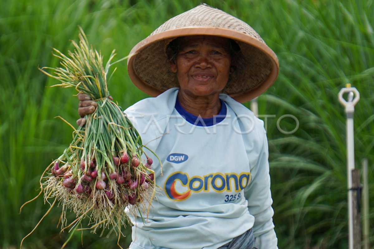 NILAI TUKAR PETANI PAPUA TURUN ANTARA Foto