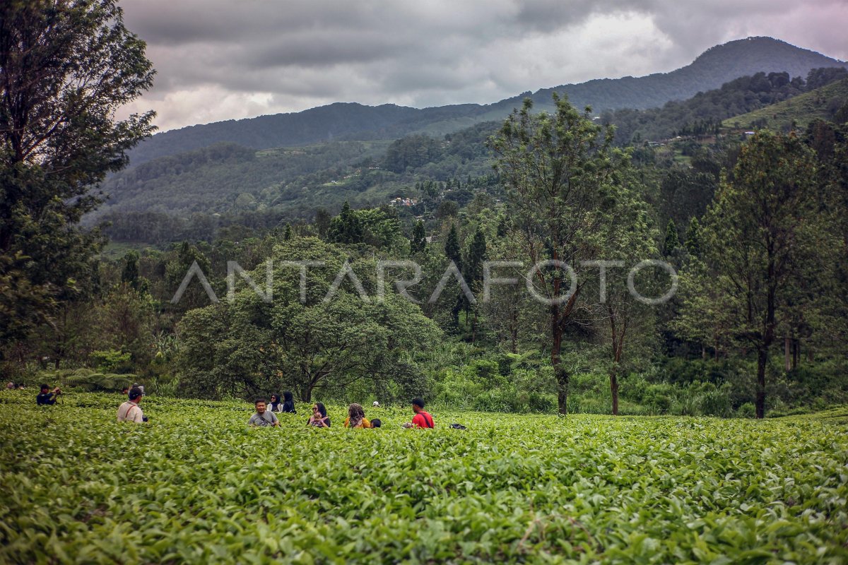 WISATA KEBUN TEH DI PUNCAK BOGOR ANTARA Foto