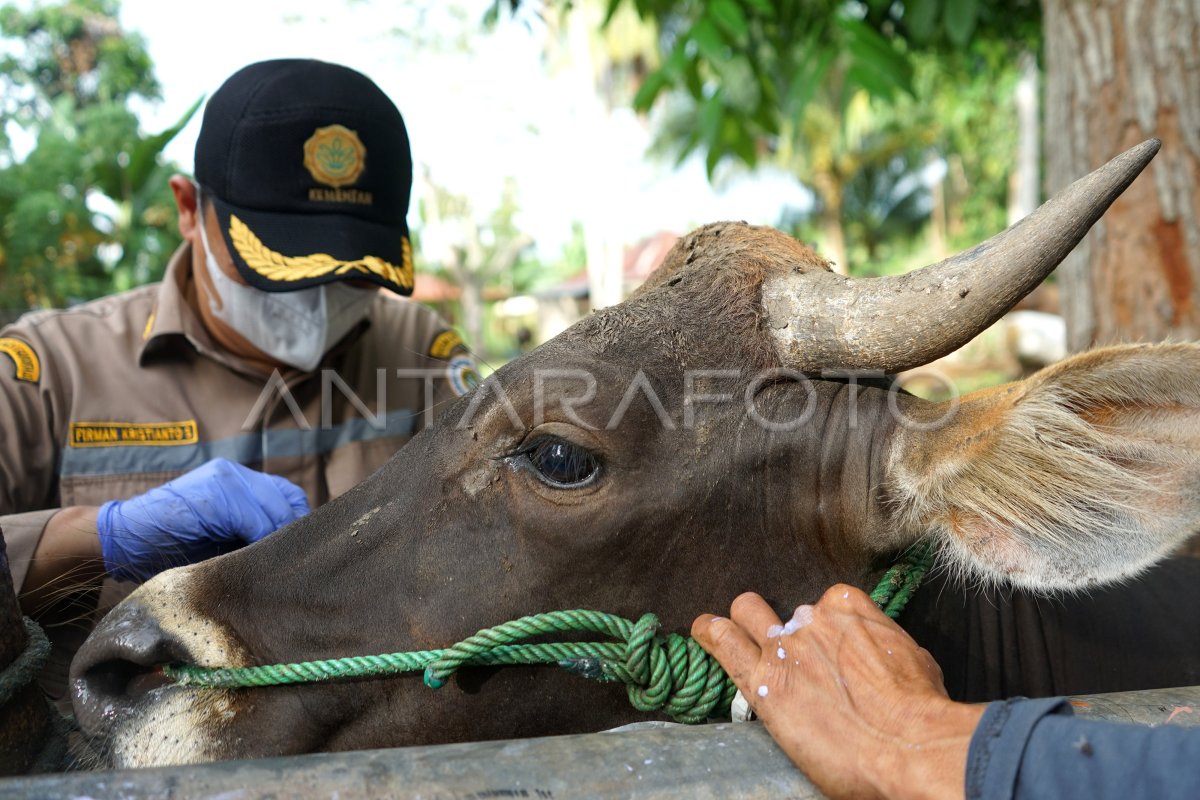 Tindakan Karantina Cegah Pmk Ternak Antara Foto